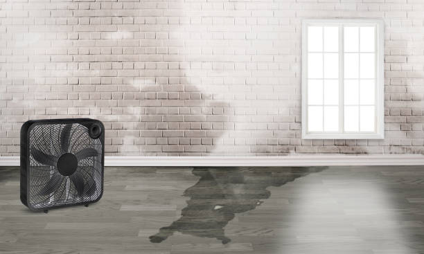 Best Water damage contractors near me  in Tuscumbia, AL